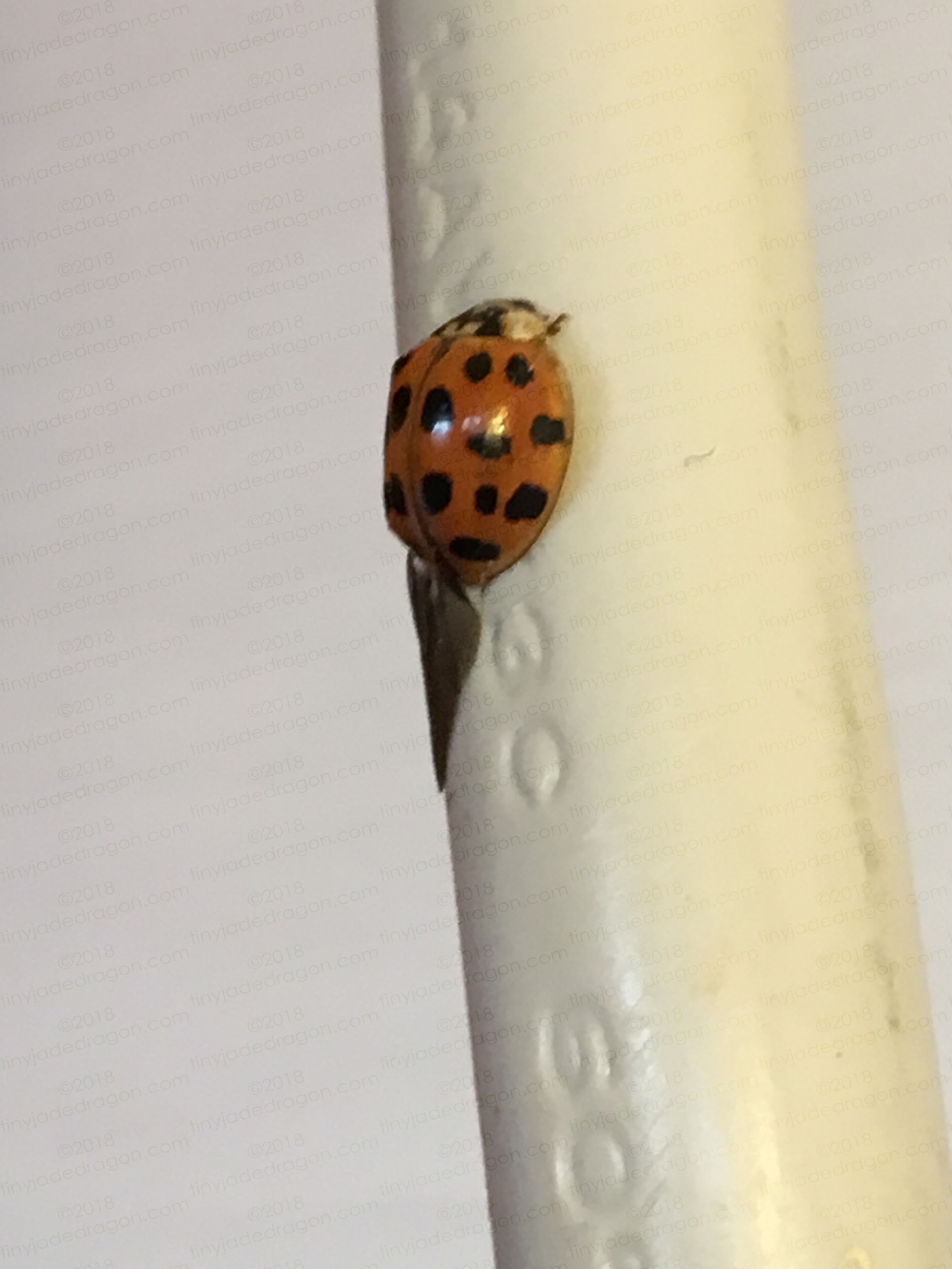 Ladybug on powercord