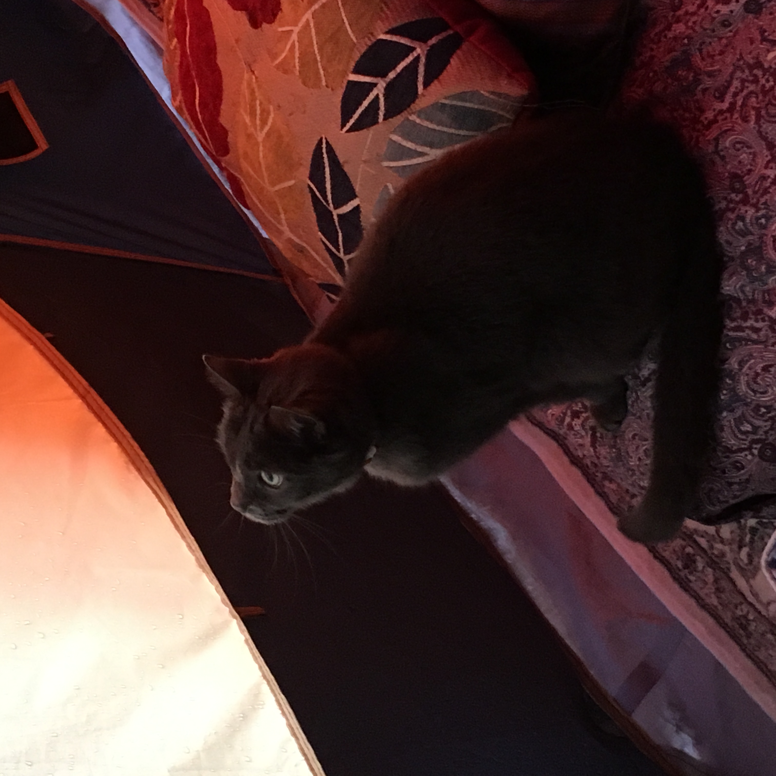 Camping Environ