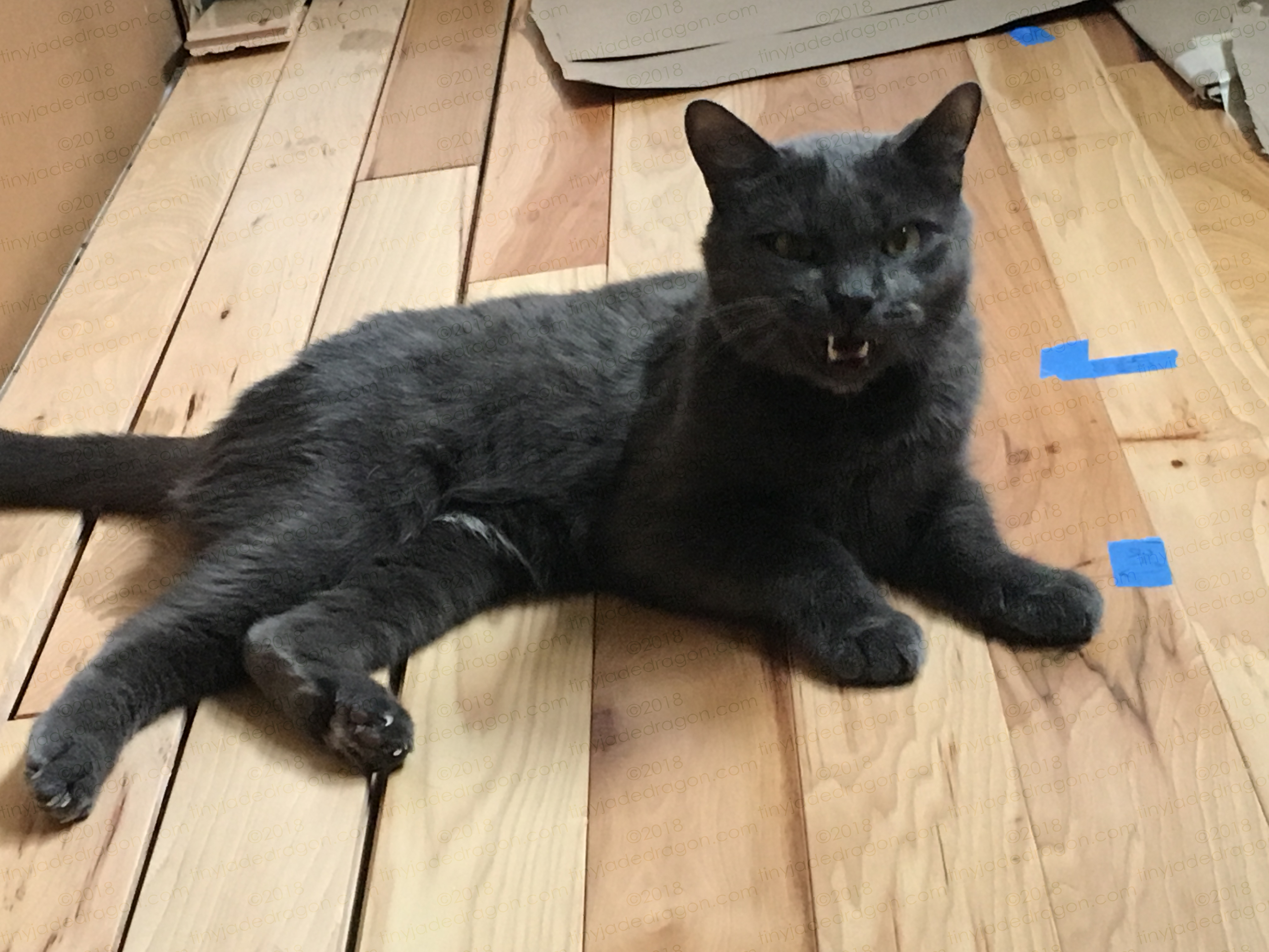 Scary Cat